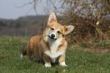CORGI PEMBROKE 889